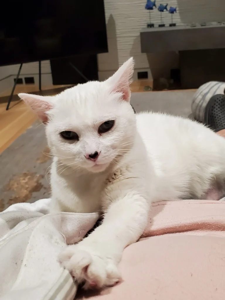 image features a white cat, which could be one of several breeds known for their white coats, such as a Khao Manee or a Turkish Angora